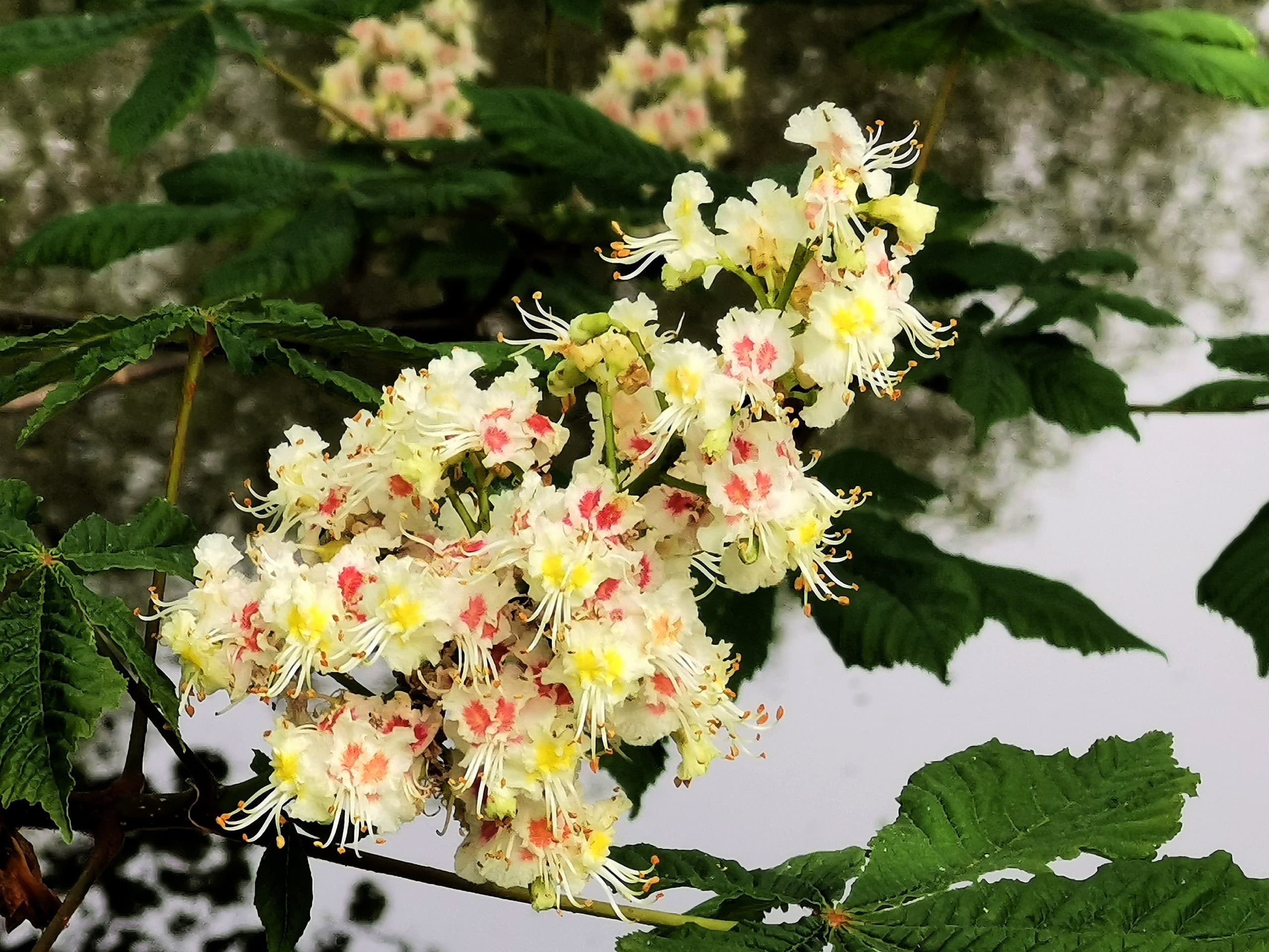 beautiful flower bud