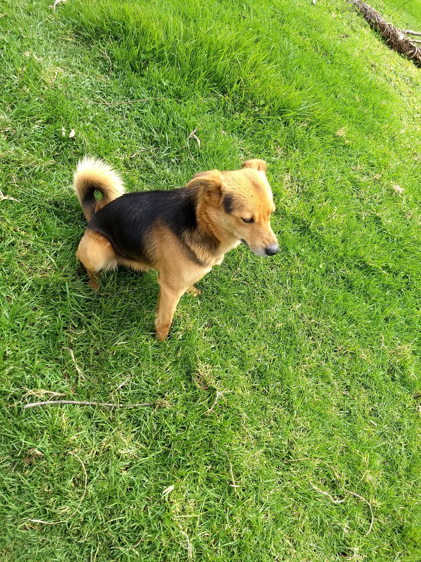 Rosquillo el perro más lindo del mundo