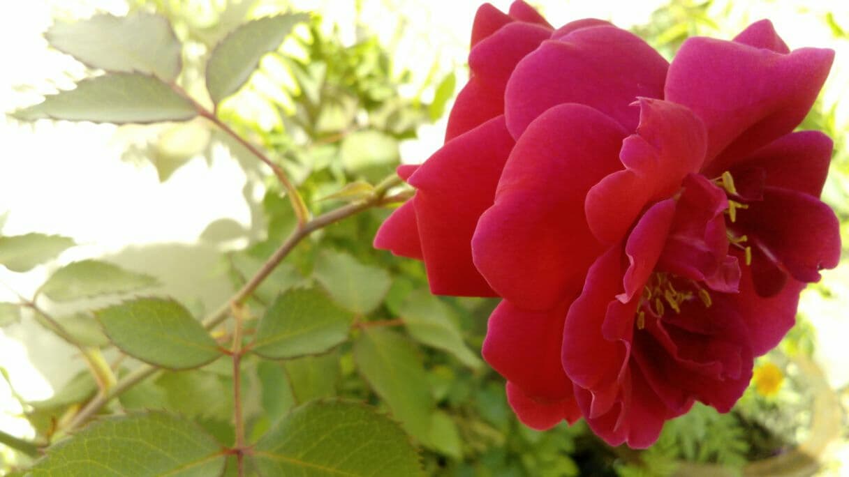Rose