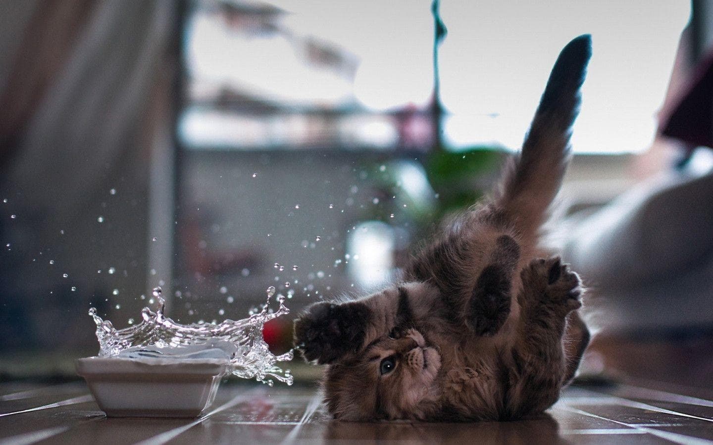 cat