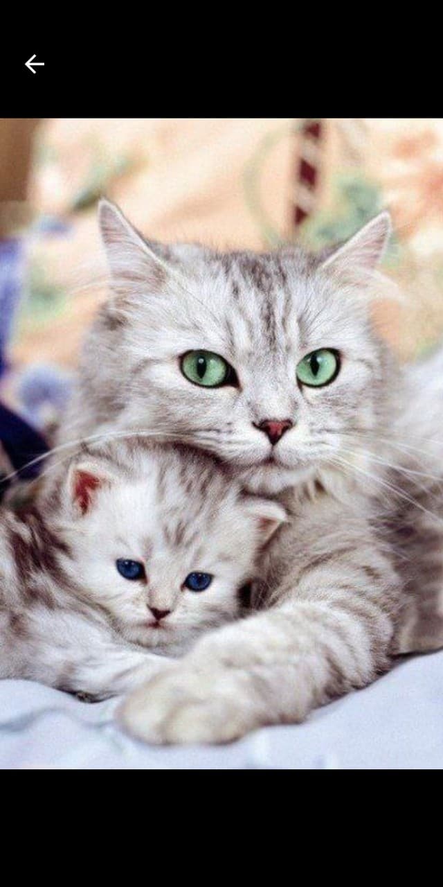 кошка катёнок