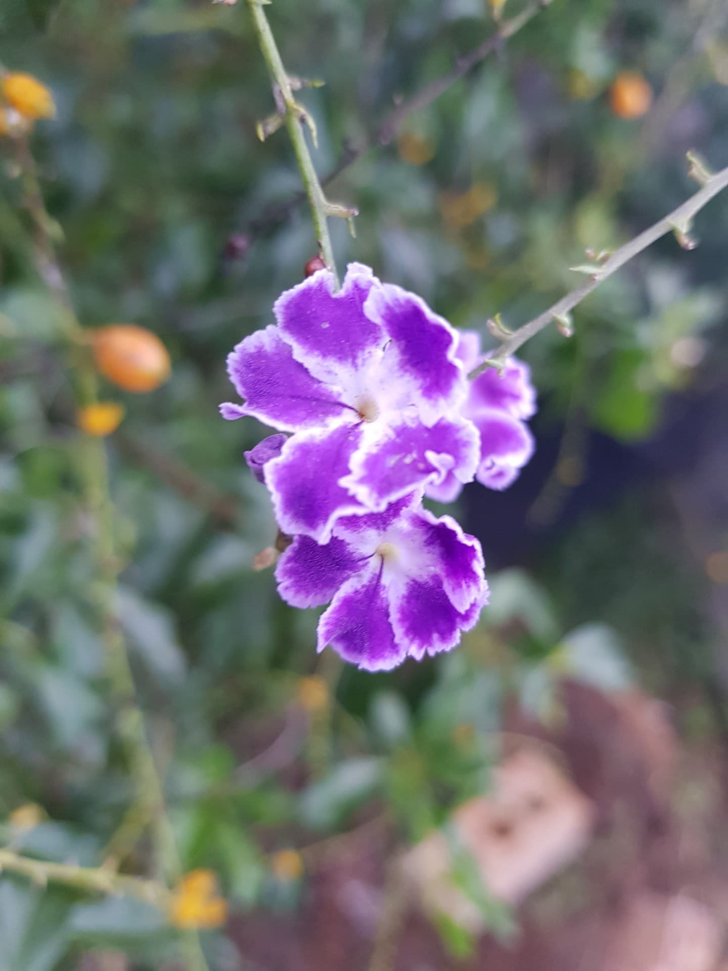 Purple Flower