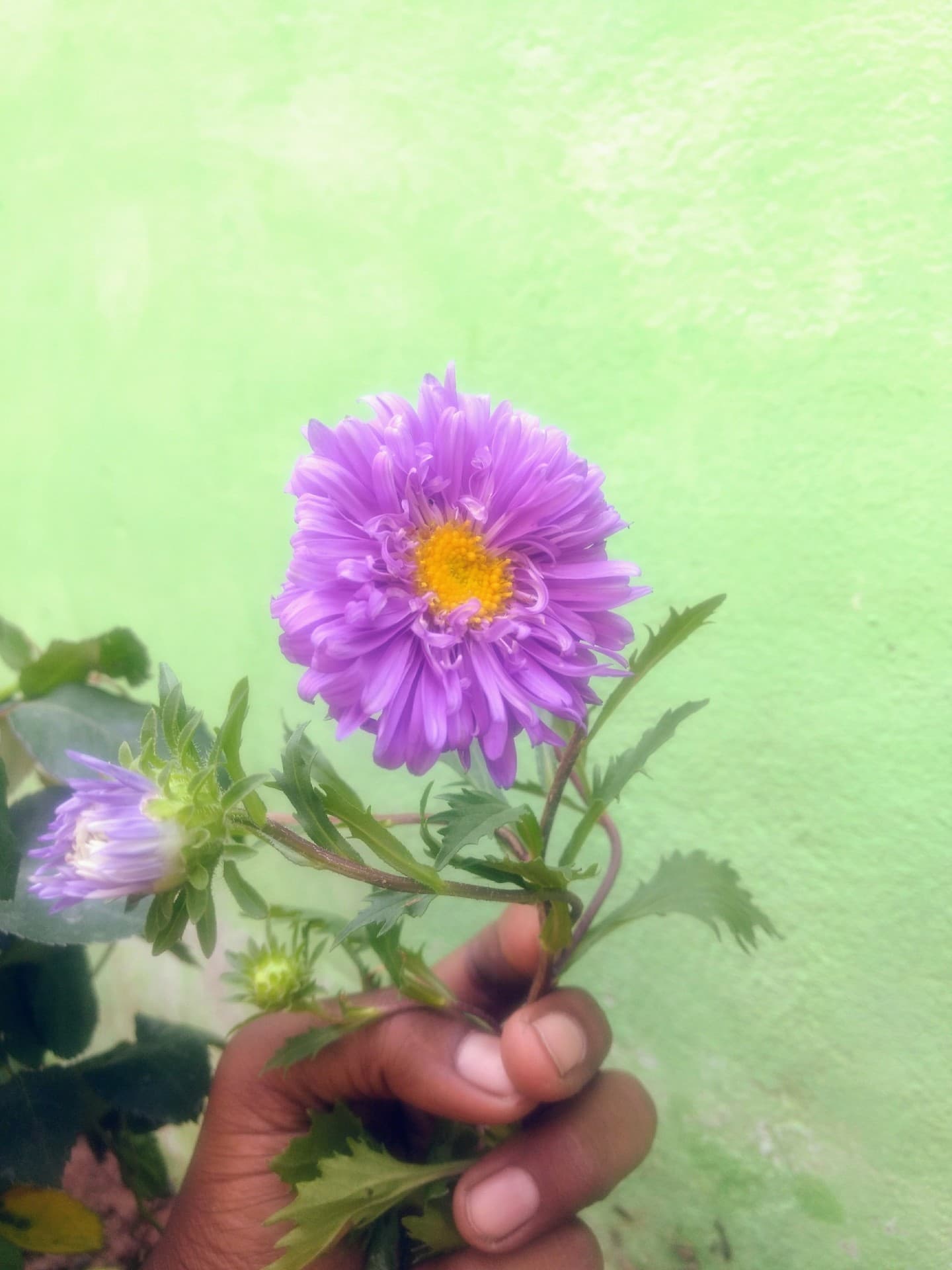 beautiful flower