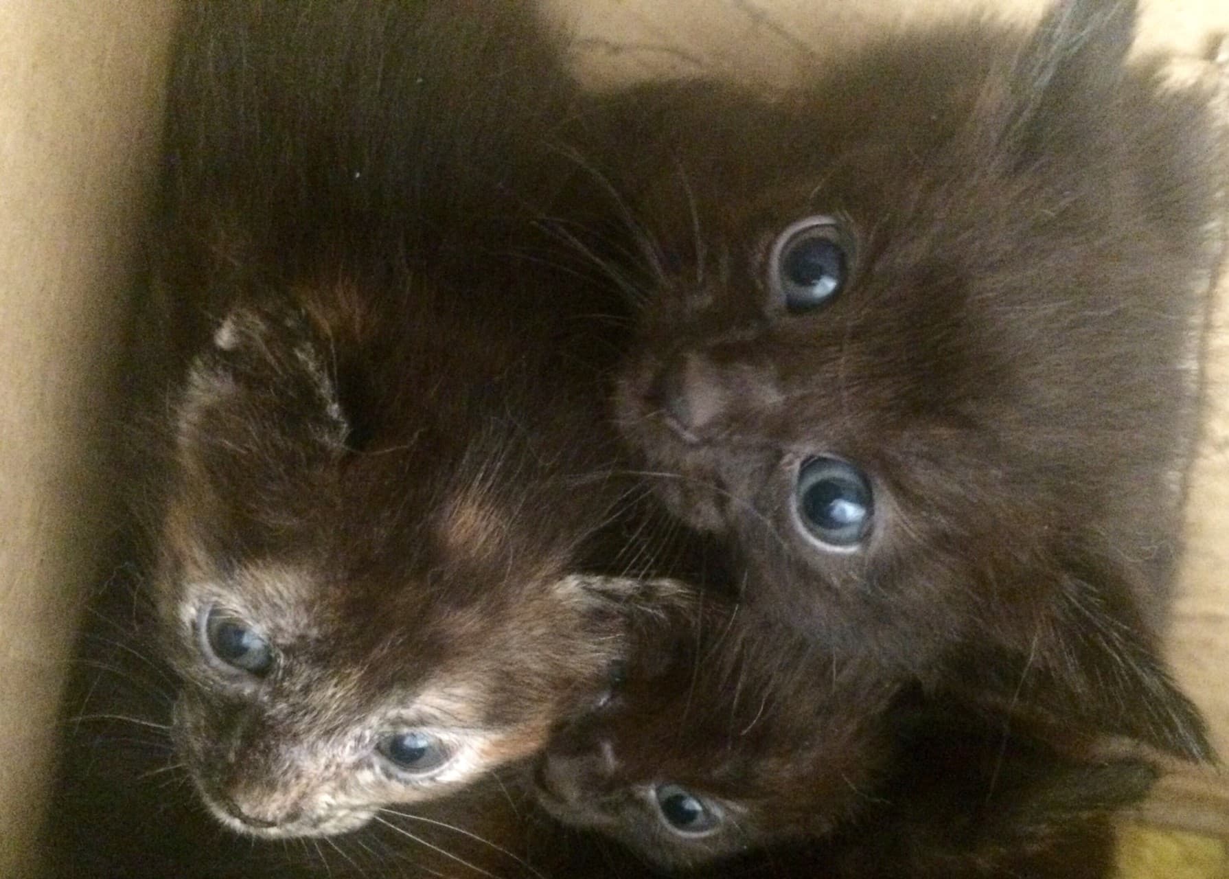 gatitos