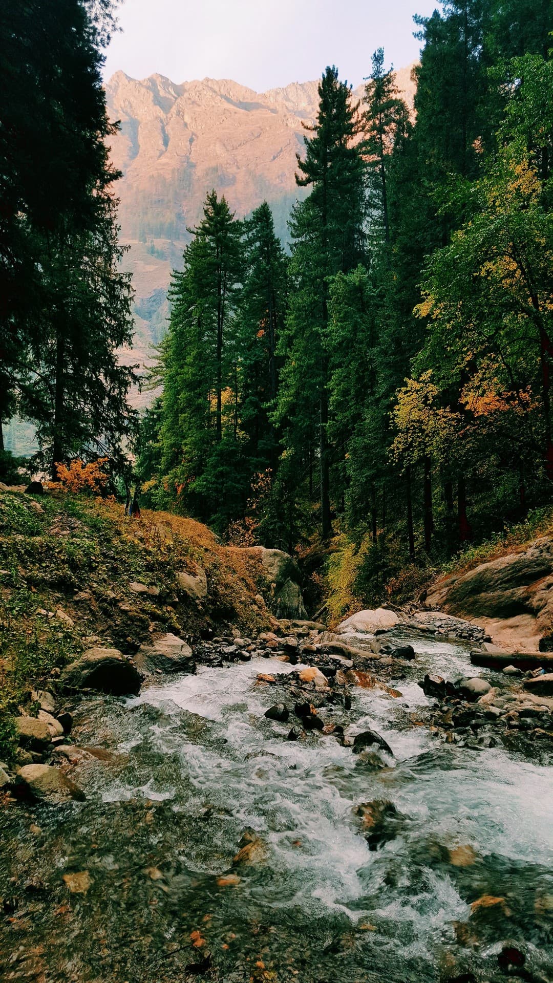 Forest